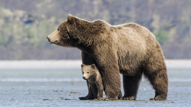 Bears - Kuvat elokuvasta