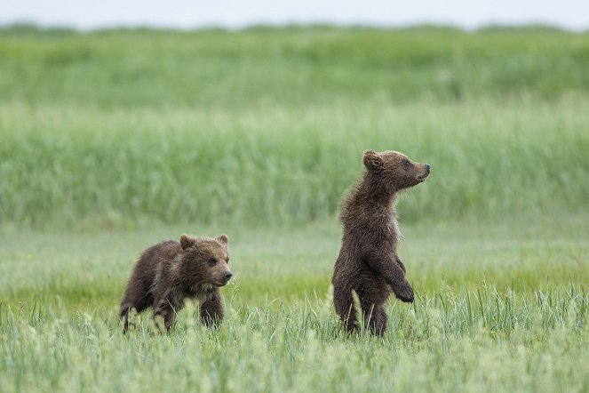 Bears - Do filme