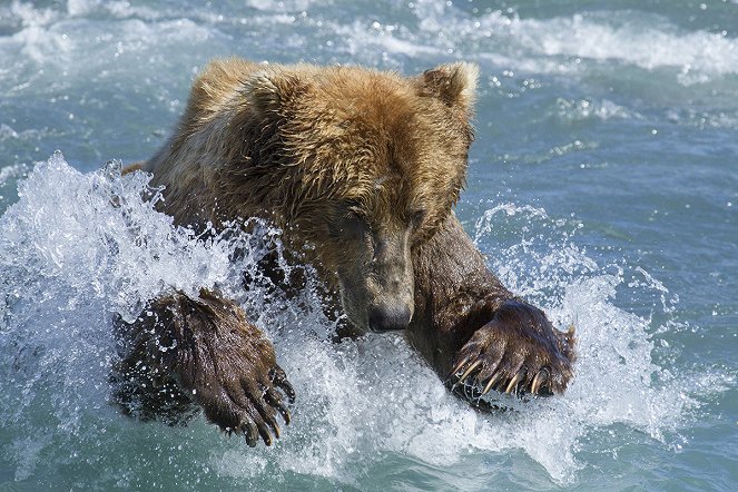 Niedźwiedzie - Z filmu