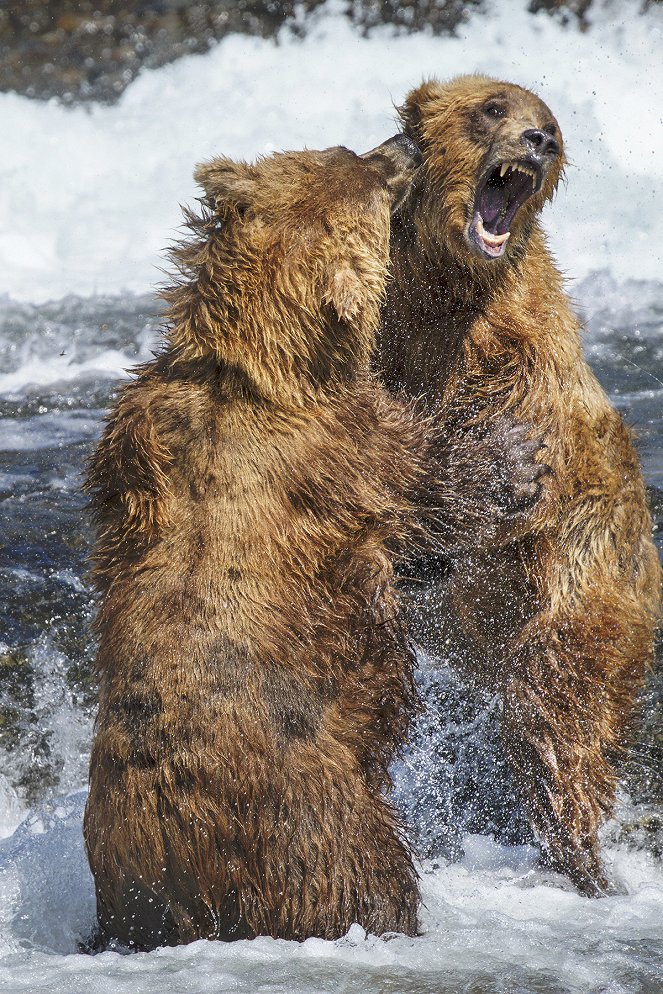 Bears - Kuvat elokuvasta