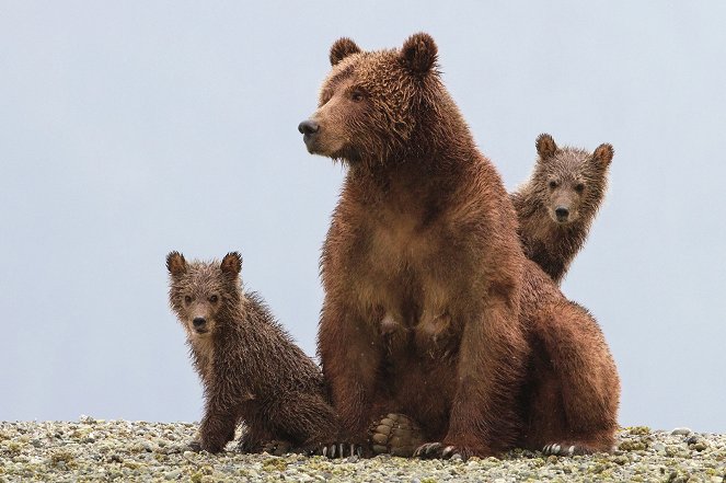 Bears - Photos