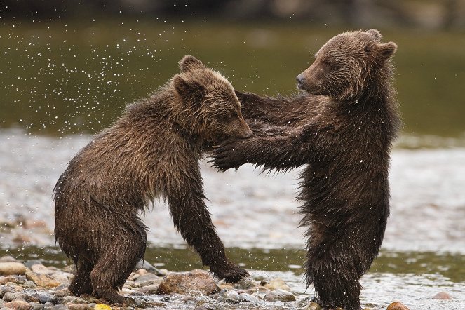 Niedźwiedzie - Z filmu