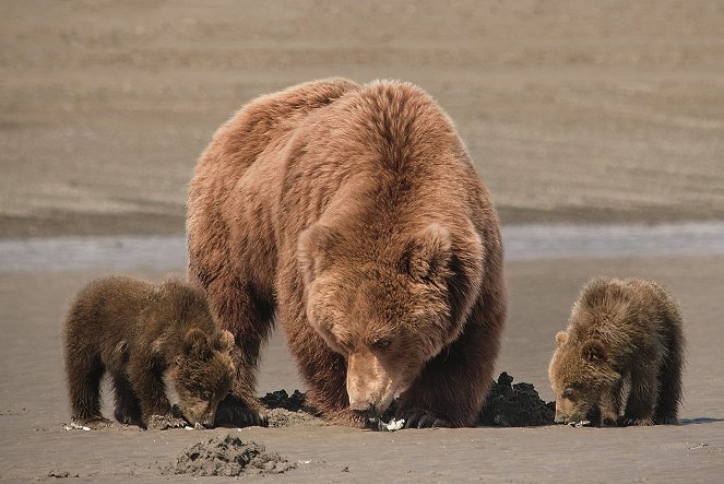 Bears - Photos
