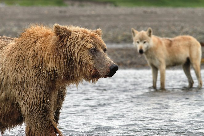 Bears - Kuvat elokuvasta