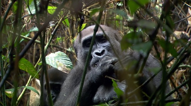 Los últimos cazadores en Camerún - Van film