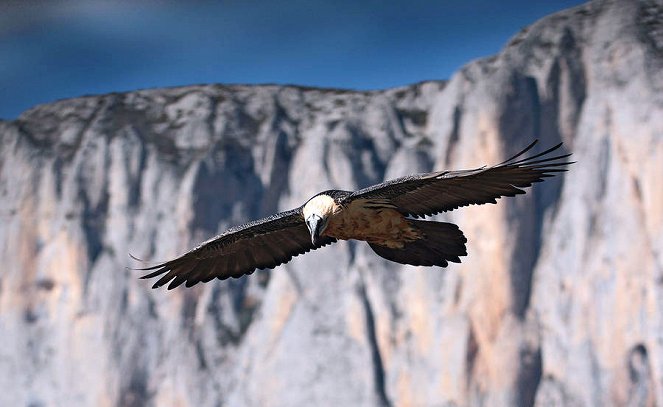 Wild Pyrenees - Photos