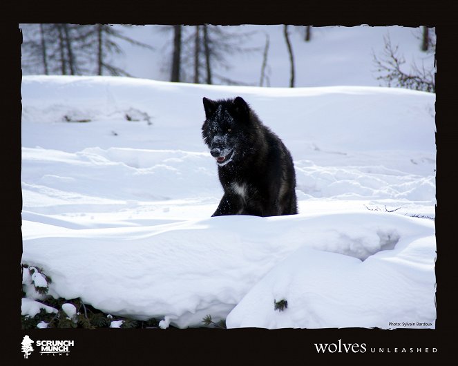 Wolves Unleashed - Lobbykaarten