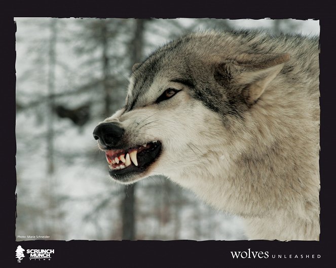 Wolves Unleashed - Lobby Cards