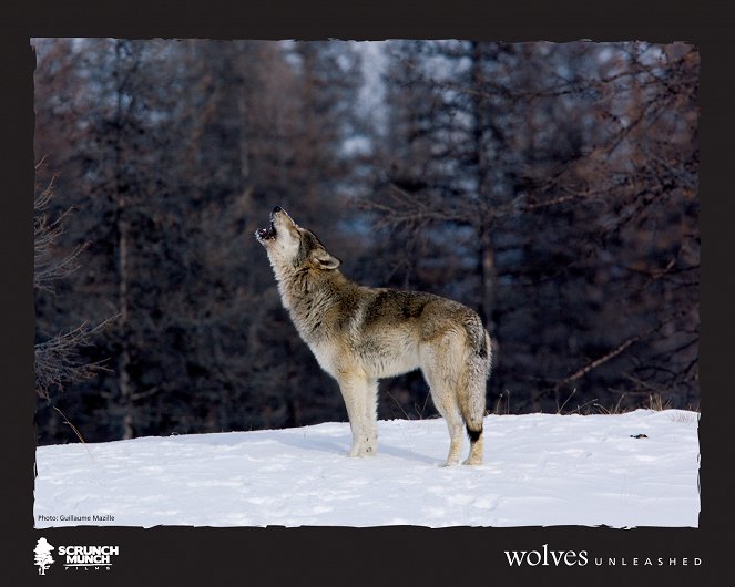 Wolves Unleashed - Cartões lobby