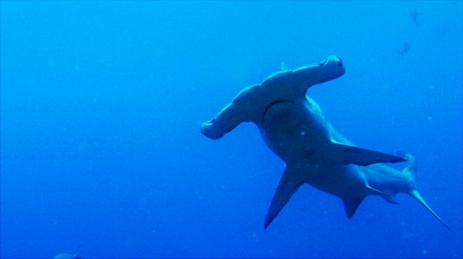 Žraločí vody - Z filmu