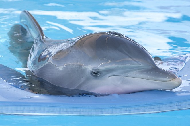 Delfiinitarina - Kuvat elokuvasta