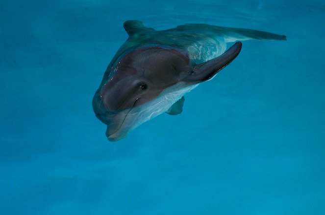 Mein Freund, der Delfin - Filmfotos