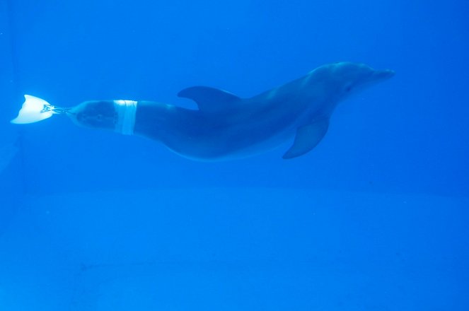 Delfines kaland - Filmfotók