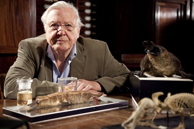 David Attenborough's Natural Curiosities - Season 1 - A Curious Hoax? - Van film - David Attenborough
