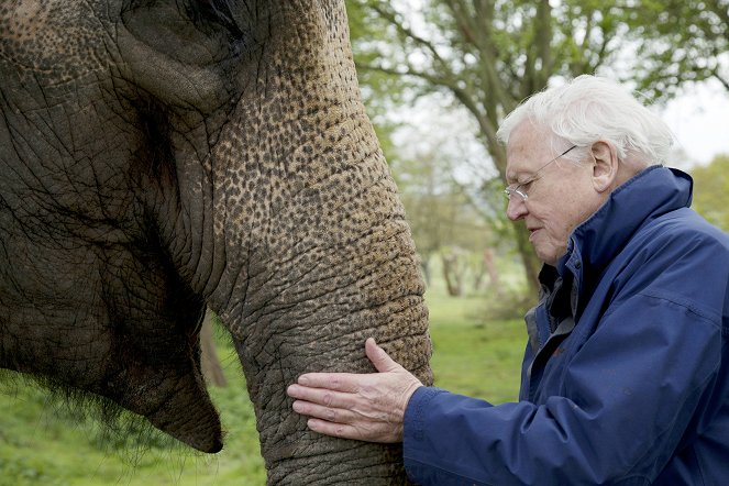 David Attenborough's Natural Curiosities - Van film - David Attenborough