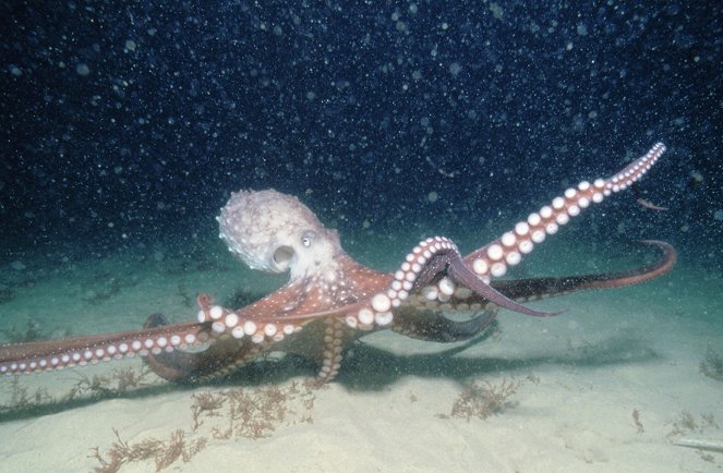 Záhadný život chobotnic - Z filmu