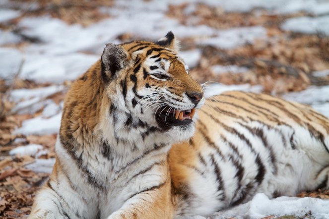 A szibériai tigris nyomában - Filmfotók