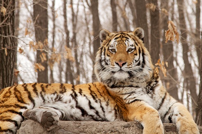 Hunt for the Russian Tiger - Van film