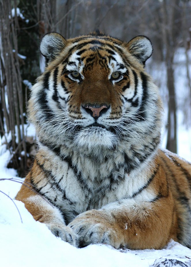 Operation Snow Tiger - Filmfotók