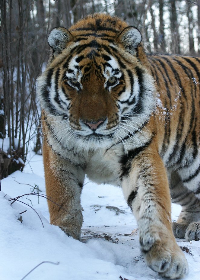 Operation Snow Tiger - De la película