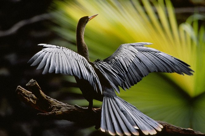 Amazonia - Abenteuer im Regenwald - Filmfotos