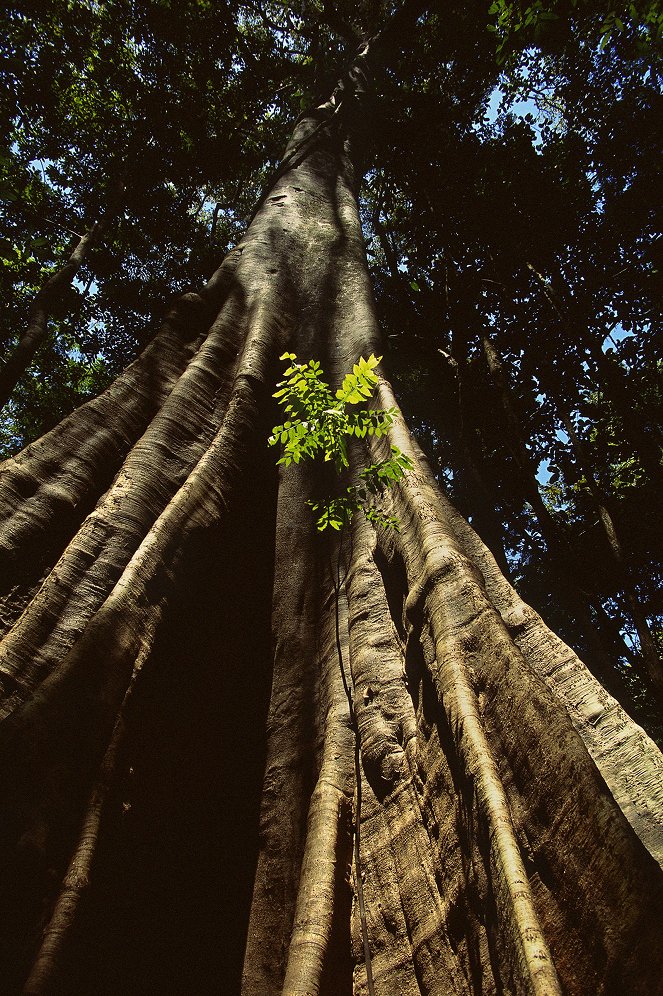 Amazonia - Kuvat elokuvasta