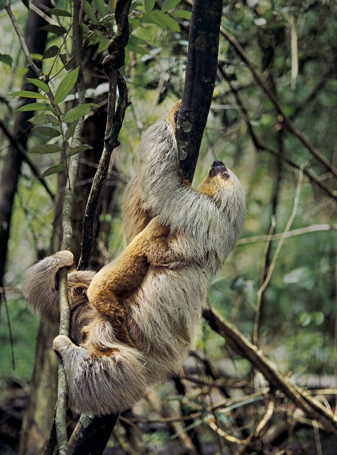Amazonia - Abenteuer im Regenwald - Filmfotos