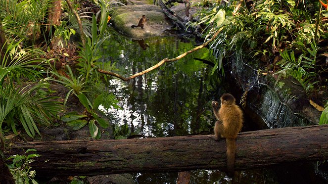 Amazonia. Przygody małpki Sai - Z filmu