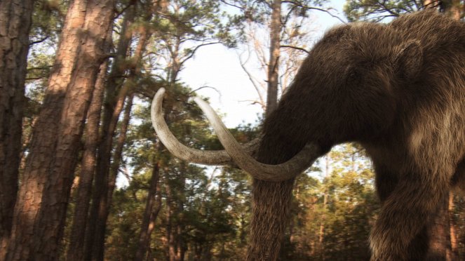 Prehistoric Elephant - Kuvat elokuvasta