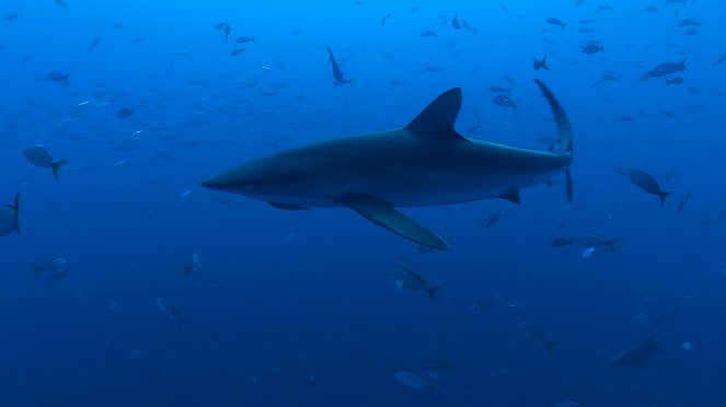 Shark Junction - Photos