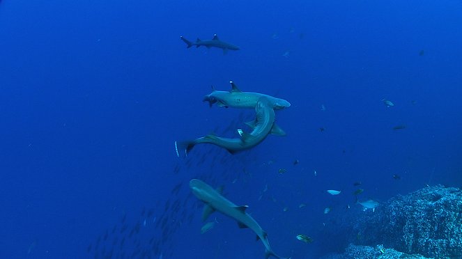 Shark Junction - Photos