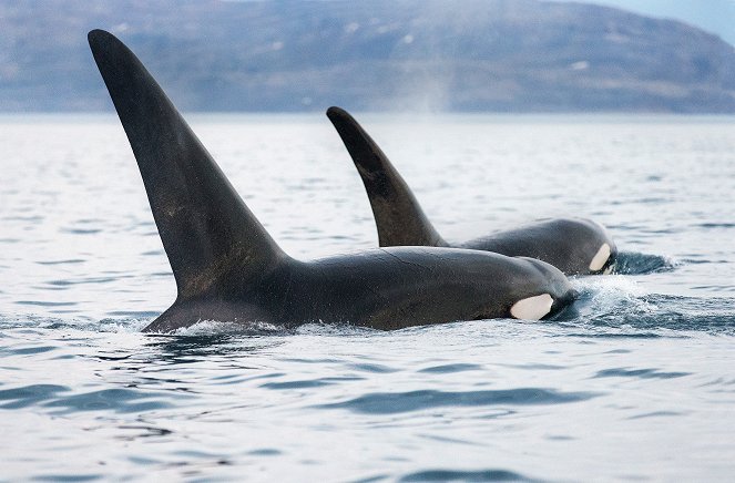 Orcas - Vorstoß in die Arktis - Filmfotos