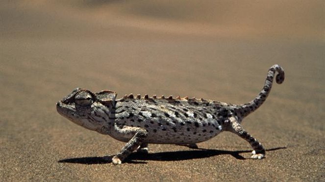 Chameleoni - pouštní draci - Z filmu