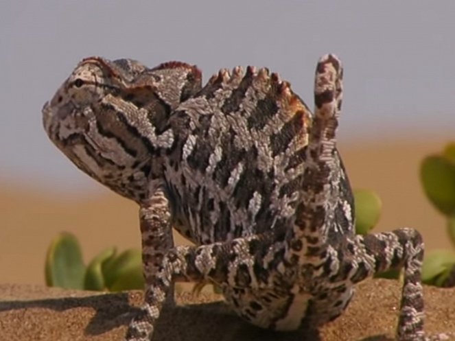 Chameleoni - pouštní draci - Z filmu