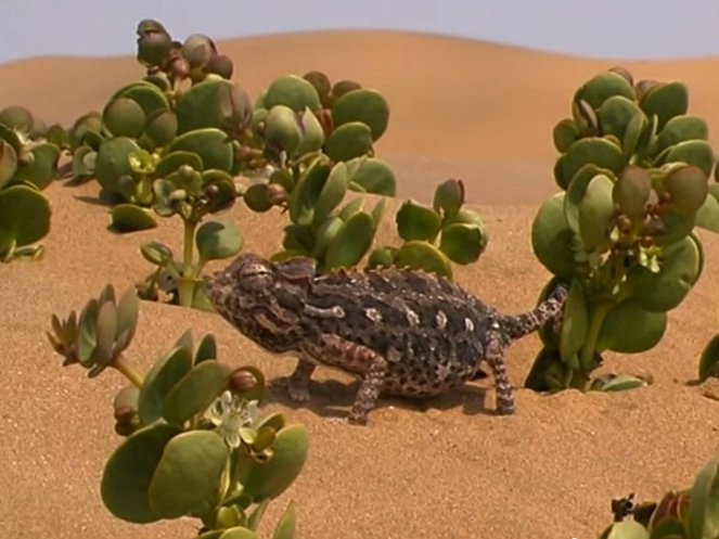 Dragons of Namib - Filmfotos