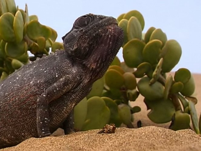 Dragons of Namib - Photos