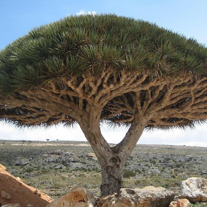 Socotra: The Hidden Land - Kuvat elokuvasta