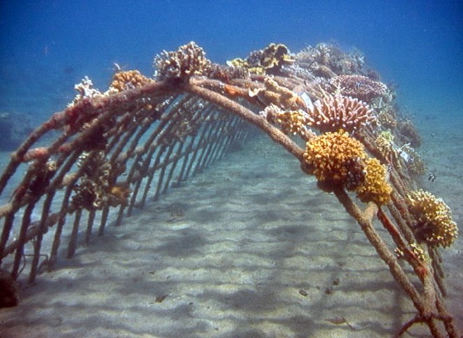 Znovuzrození korálovéhu útesu - Z filmu