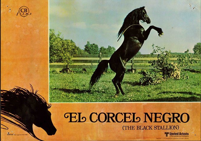 The Black Stallion - Lobbykaarten