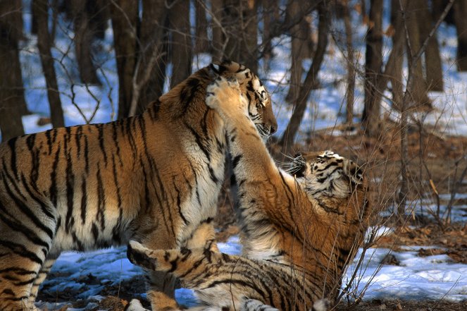 A jégvilág tigrise - Filmfotók