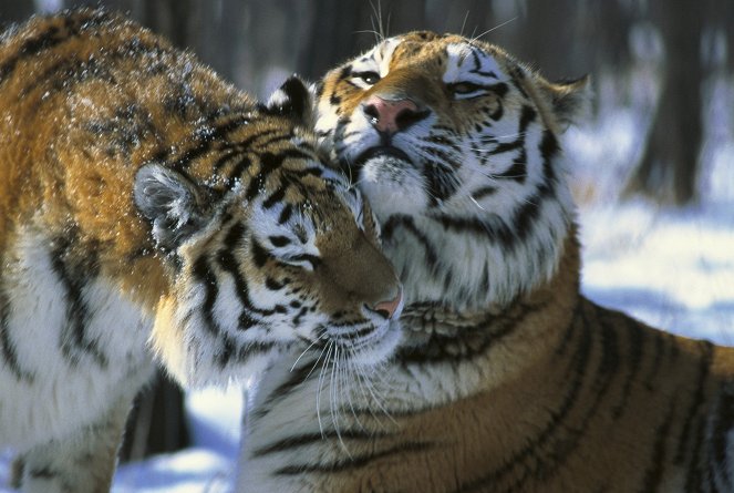Tigers of the Snow - Filmfotos