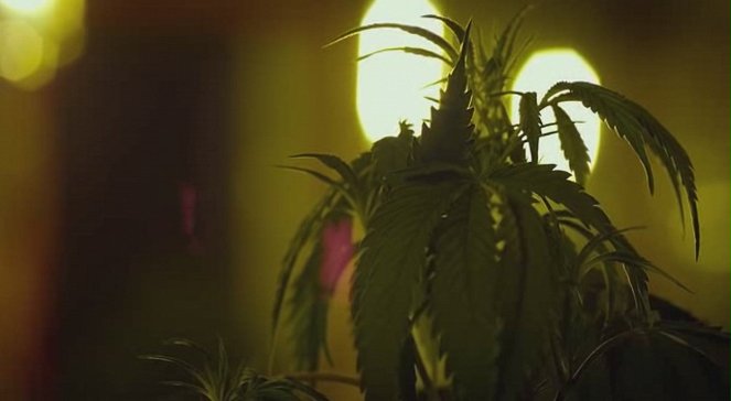 Kid Cannabis - Do filme