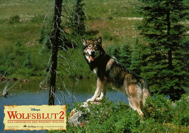 Wolfsblut 2 - Das Geheimnis des weißen Wolfes - Lobbykarten - Hund Jed