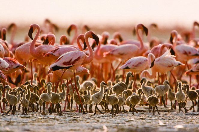 The Crimson Wing: Mystery of the Flamingos - De la película