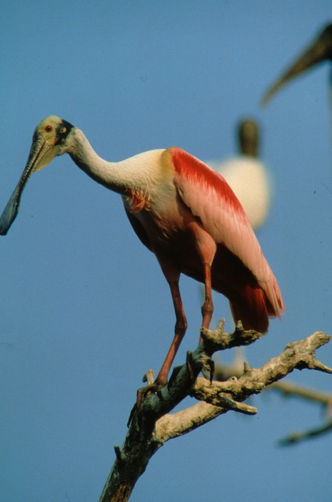 Pantanal - Kuvat elokuvasta