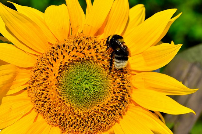 Universum: Hummeln - Bienen im Pelz - Van film