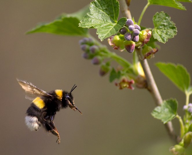 Universum: Hummeln - Bienen im Pelz - Van film