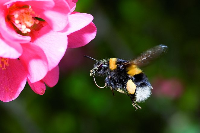 Universum: Hummeln - Bienen im Pelz - De la película
