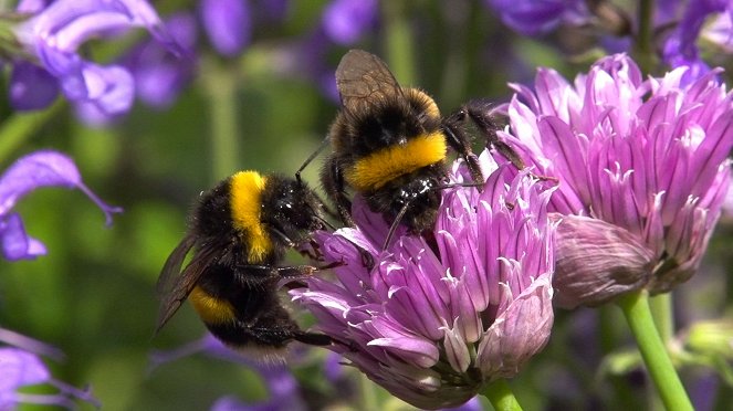 Universum: Hummeln - Bienen im Pelz - De la película