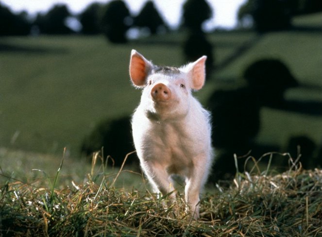 Ein Schweinchen namens Babe - Filmfotos